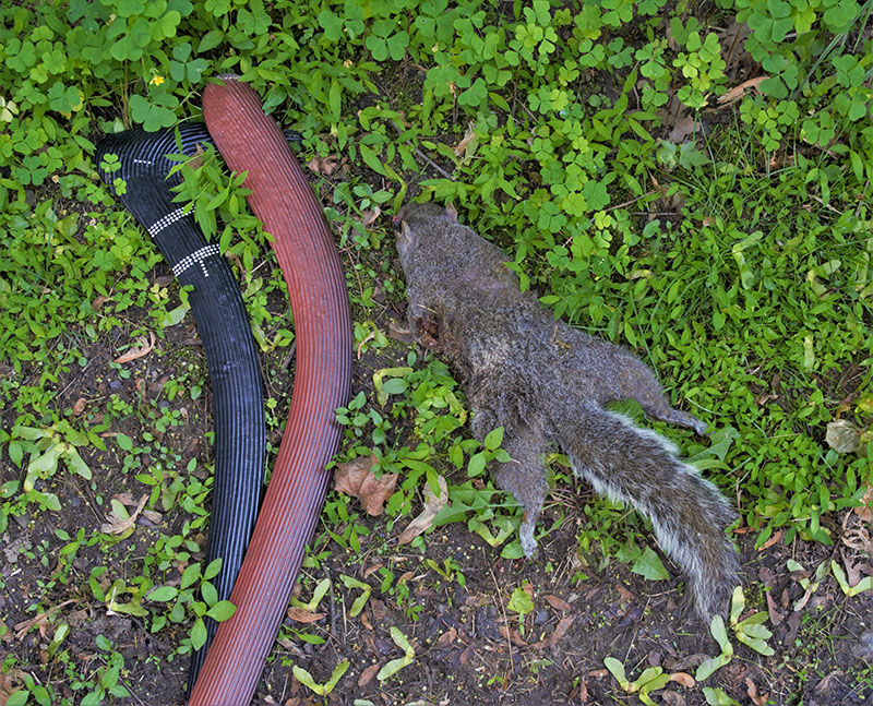 Author used these primitive tools to hunt common gray squirrel. While not particularly meaty, squirrel can provide enough food for a meal.