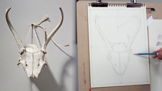 The Skull: Block-In & Measured Contour