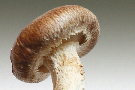 Mushroom Effect
