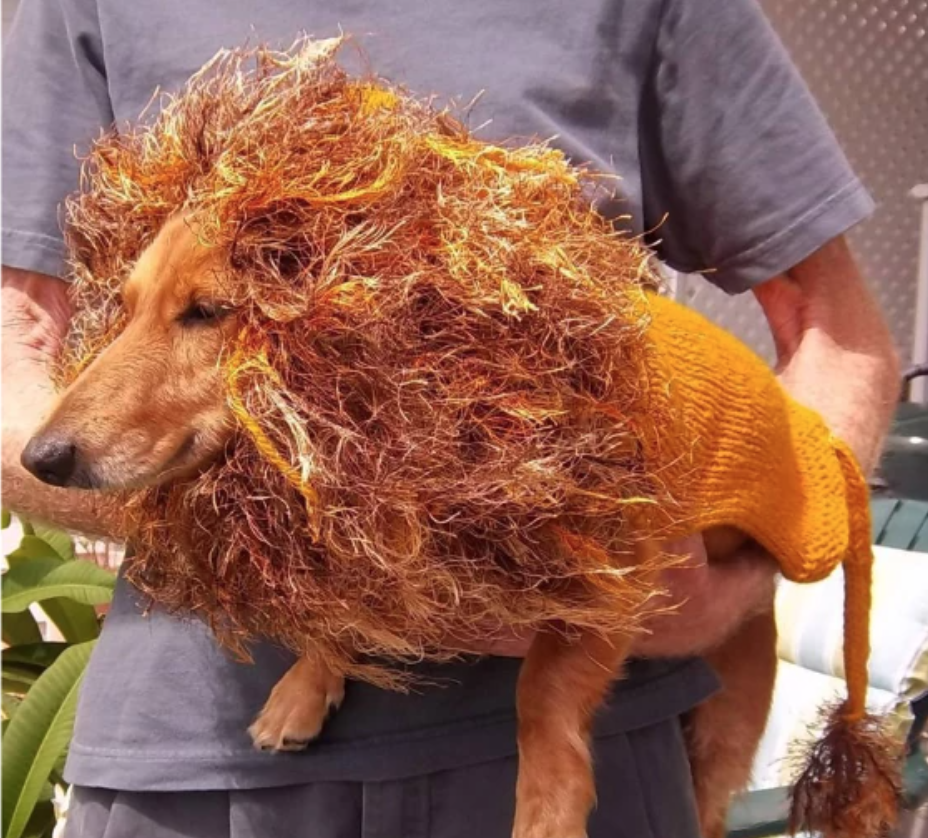 dog wearing a yarn lion mane