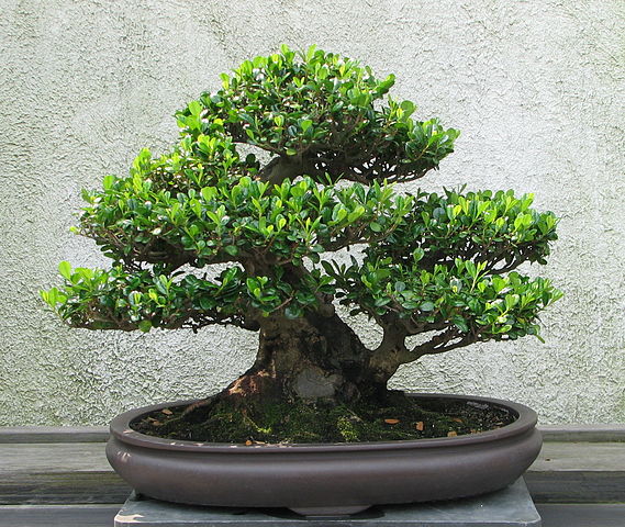 Bonsai Tree