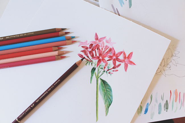 Mixed Media Flowers Drawing With Color Pencils And Watercolors We have added some 35 beautiful flower drawings color pencil drawings rose drawings for your. mixed media flowers drawing with color
