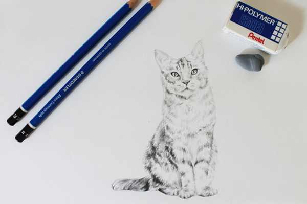 how to draw a realistic cat body