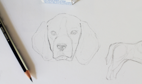 Drawing Realistic Animals: How to Draw a Dog | Craftsy