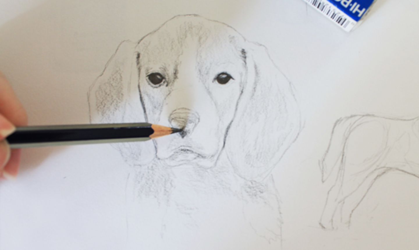 Drawing Realistic Animals: How to Draw a Dog | Craftsy