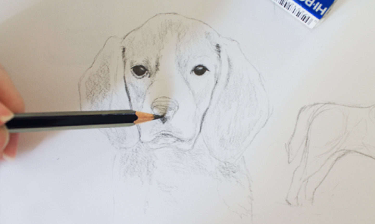 Drawing Realistic Animals How To Draw A Dog Craftsy