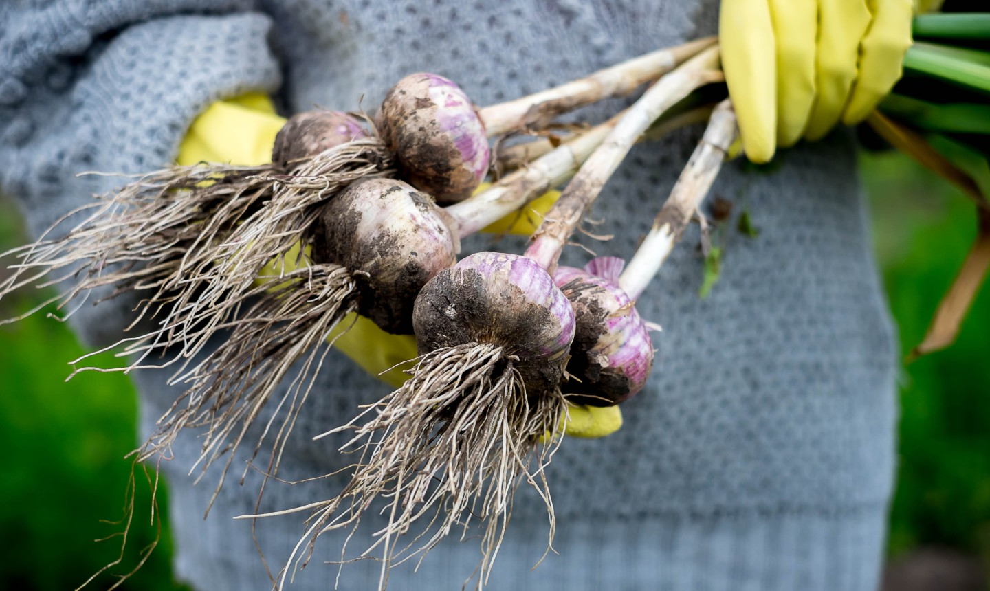 planting garlic