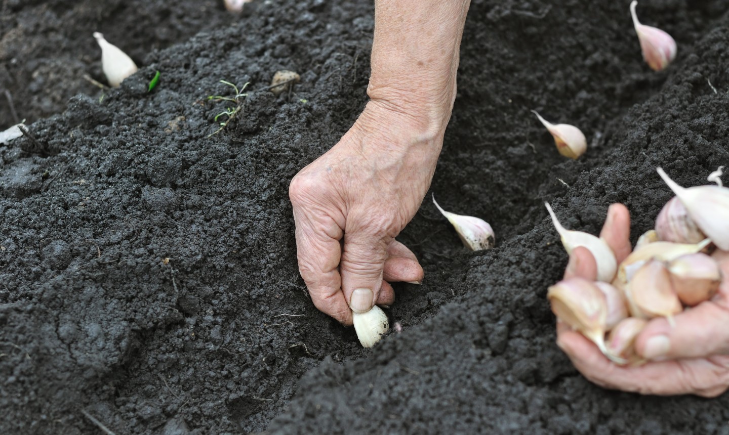 hands planting garlic