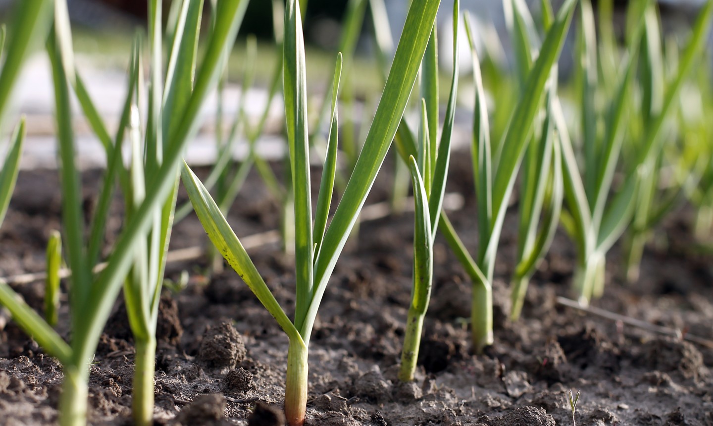 growing garlic