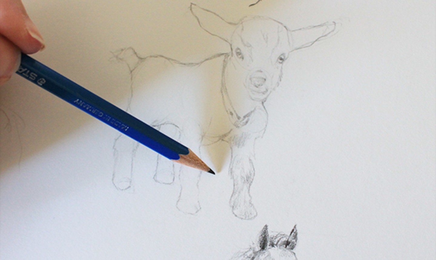 drawing goat fur