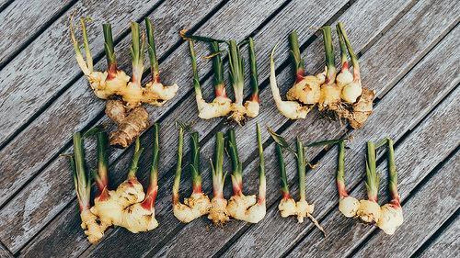 How to grow ginger with ginger from the store! 🫚🤩🌱 #ginger