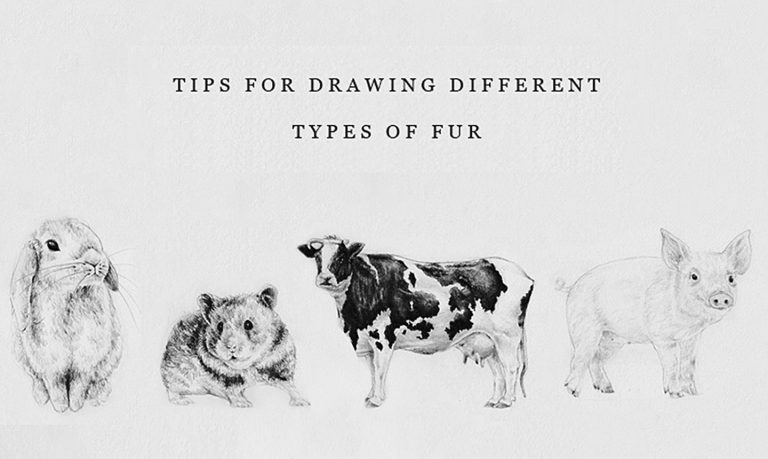 Four different fur animal drawings