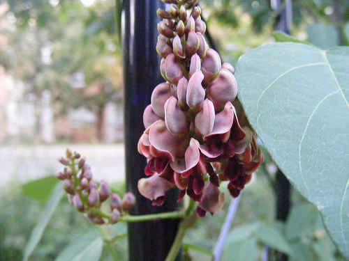 5 Pretty Vines You Can Grow in a Partial Shade Gardenarticle featured image thumbnail.