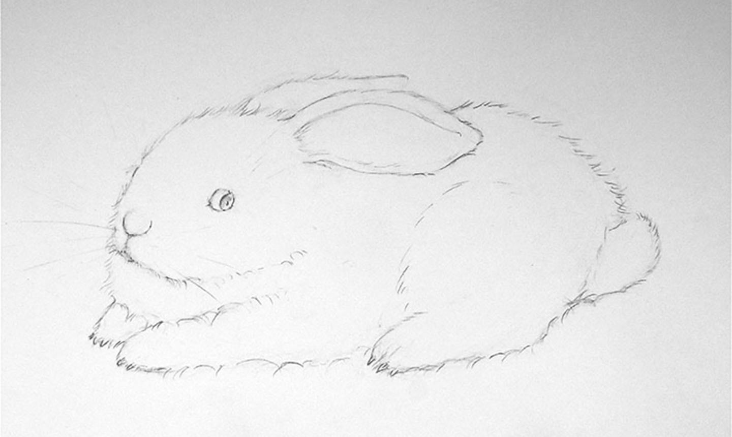 how to draw a realistic rabbit step by step