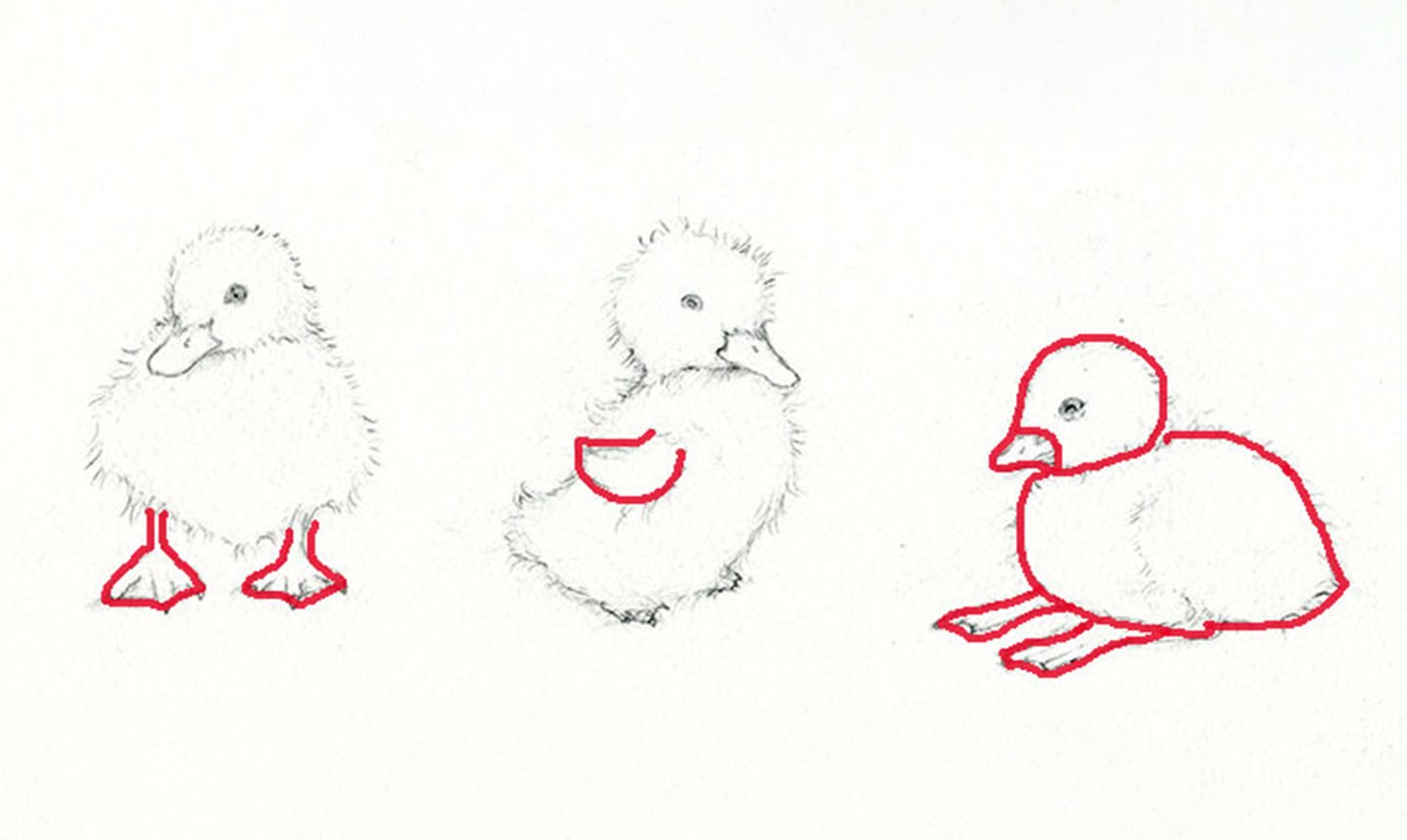 duckling sketch