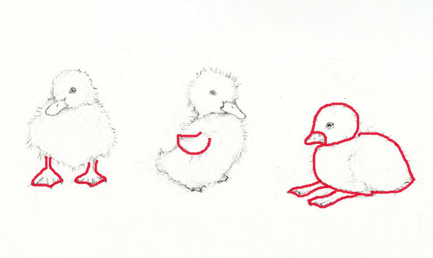 how to draw a realistic duck step by step