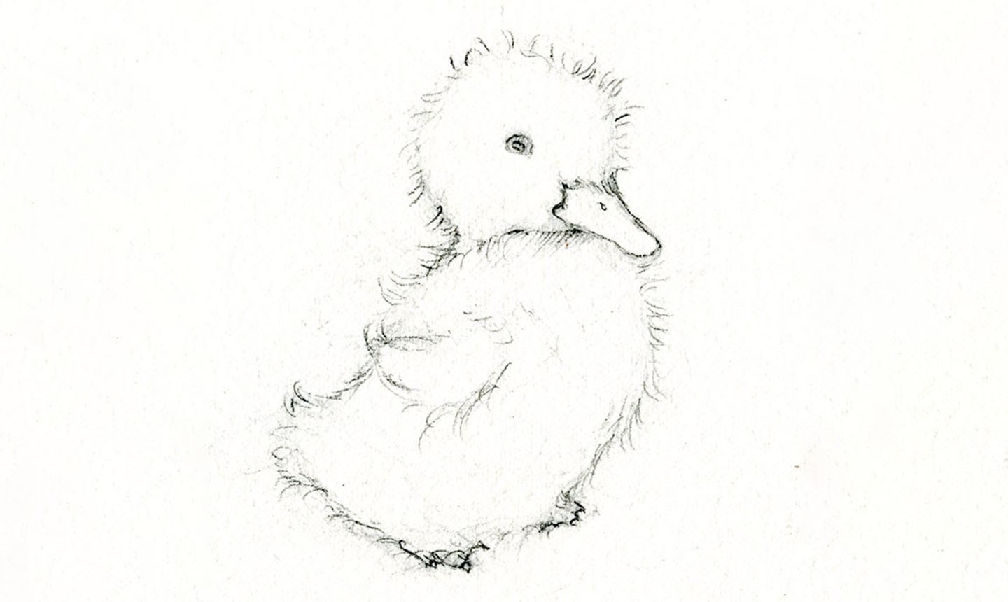 duck and ducklings drawing