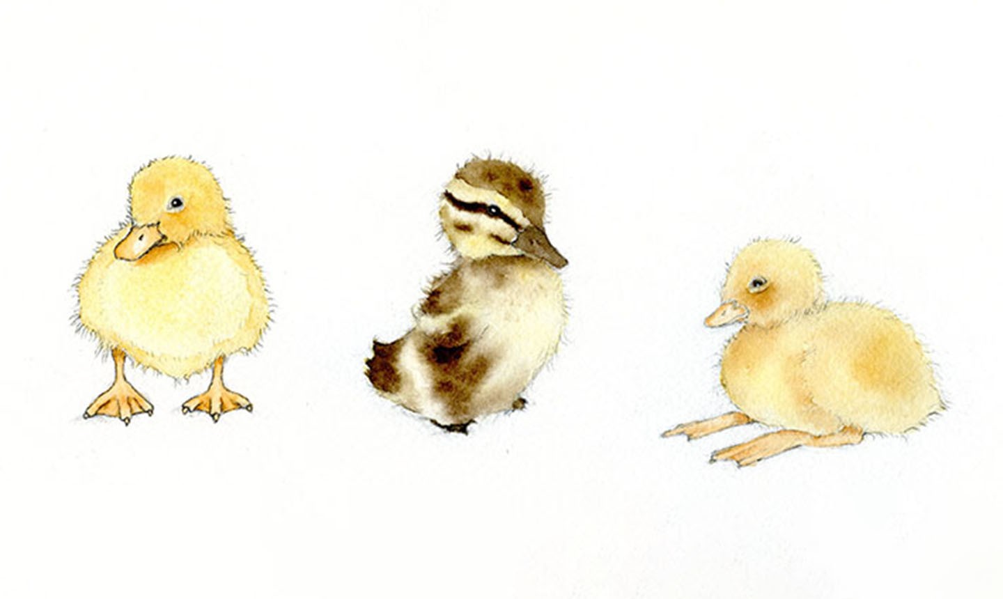 duck and ducklings drawing