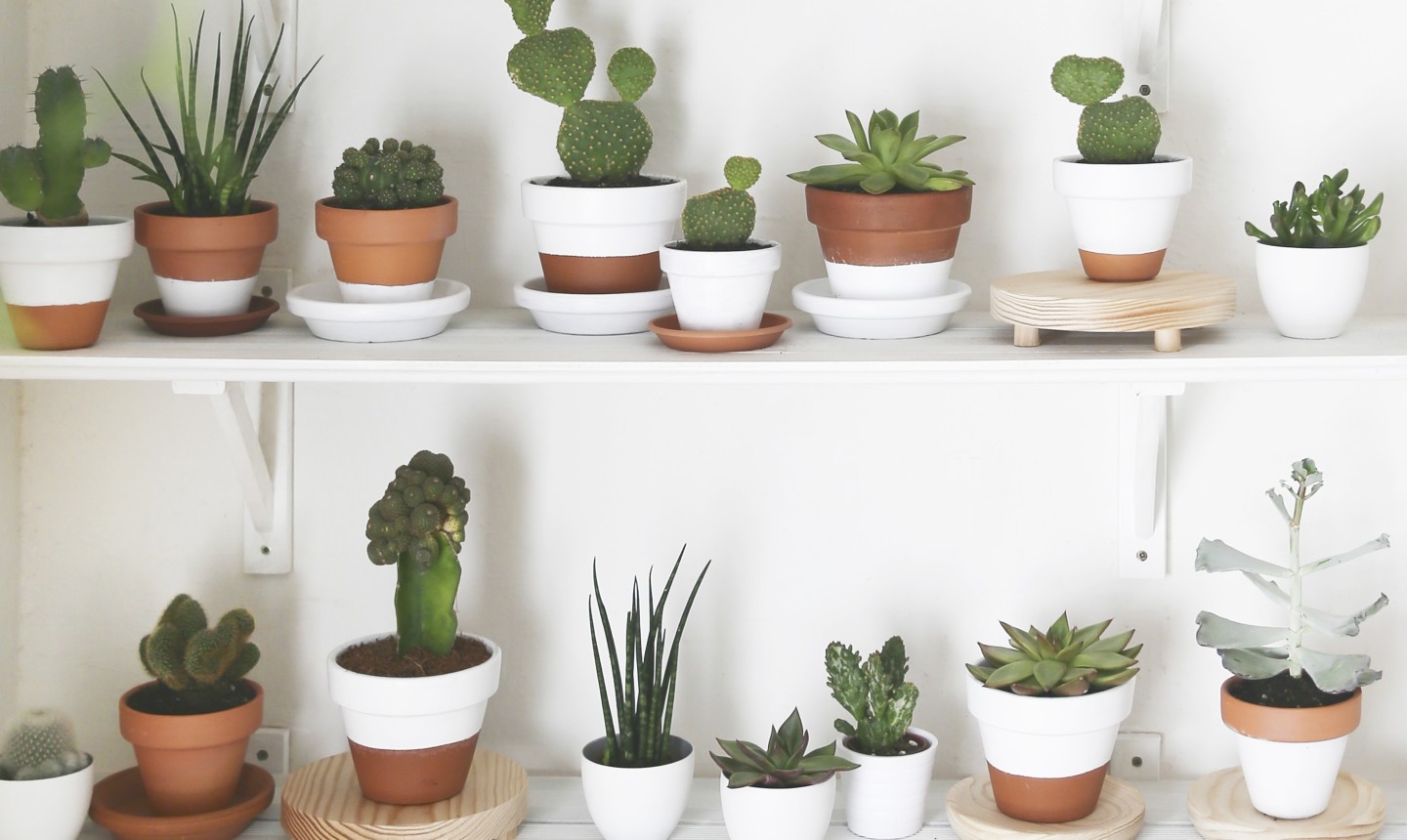 succulents on a shelf