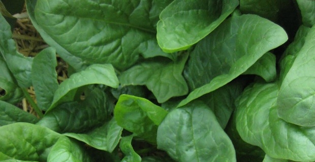 5 Vegetables You Can Grow in 60 Days or Lessarticle featured image thumbnail.