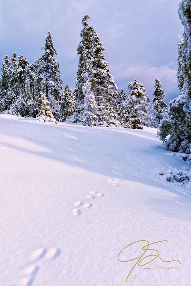 7 Brilliant Winter Landscape Photography Tips