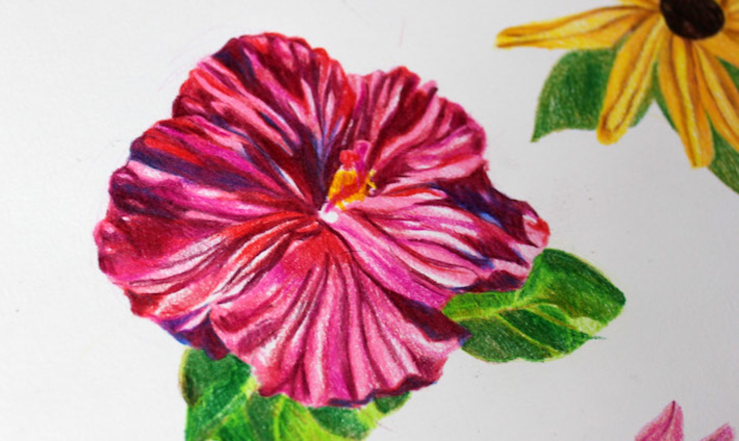 Timelapse | Drawing Violet Daisy Flower with colored pencil || Faber  Castell Polychromos - YouTube