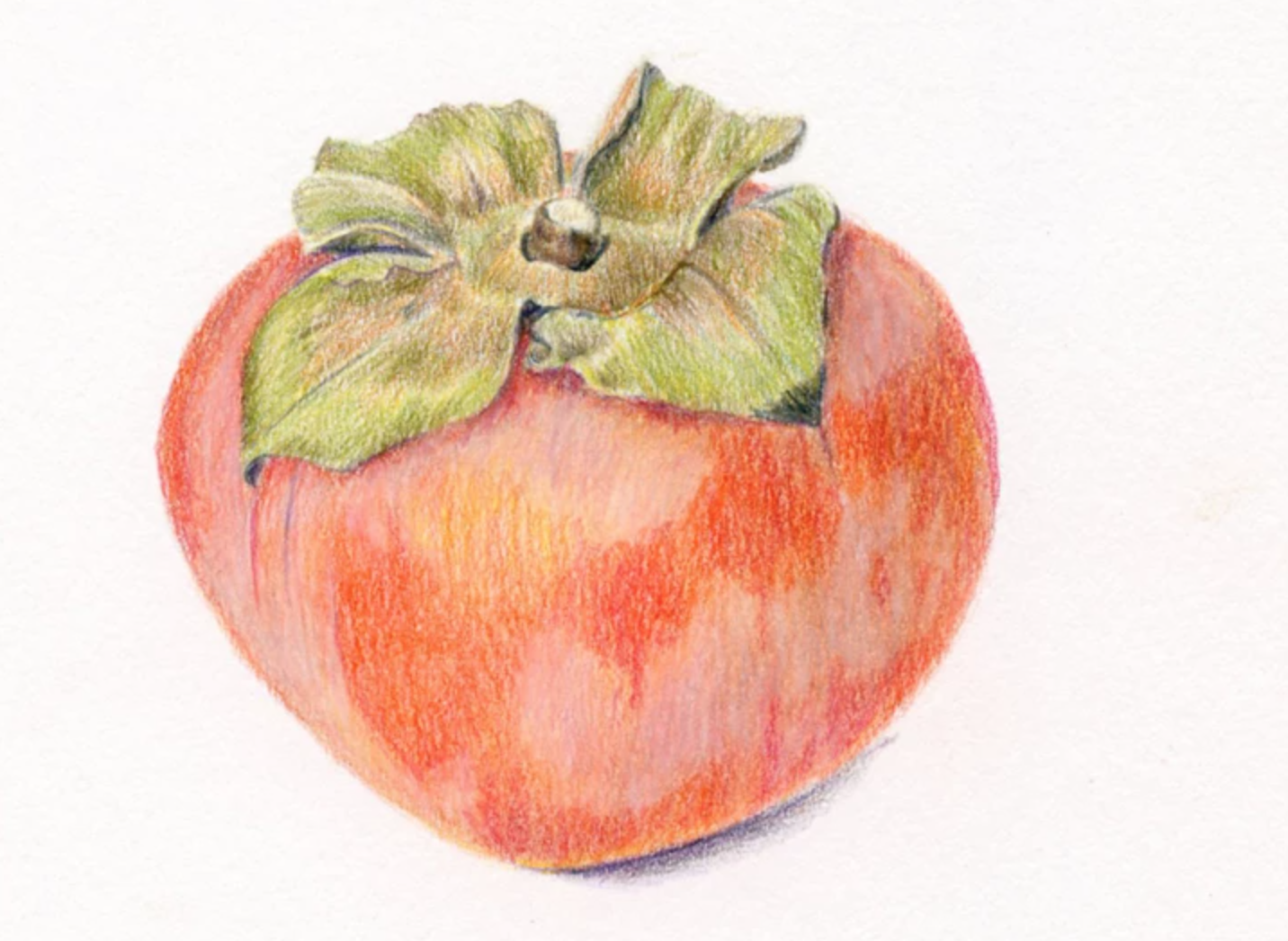 colored pencil persimmon