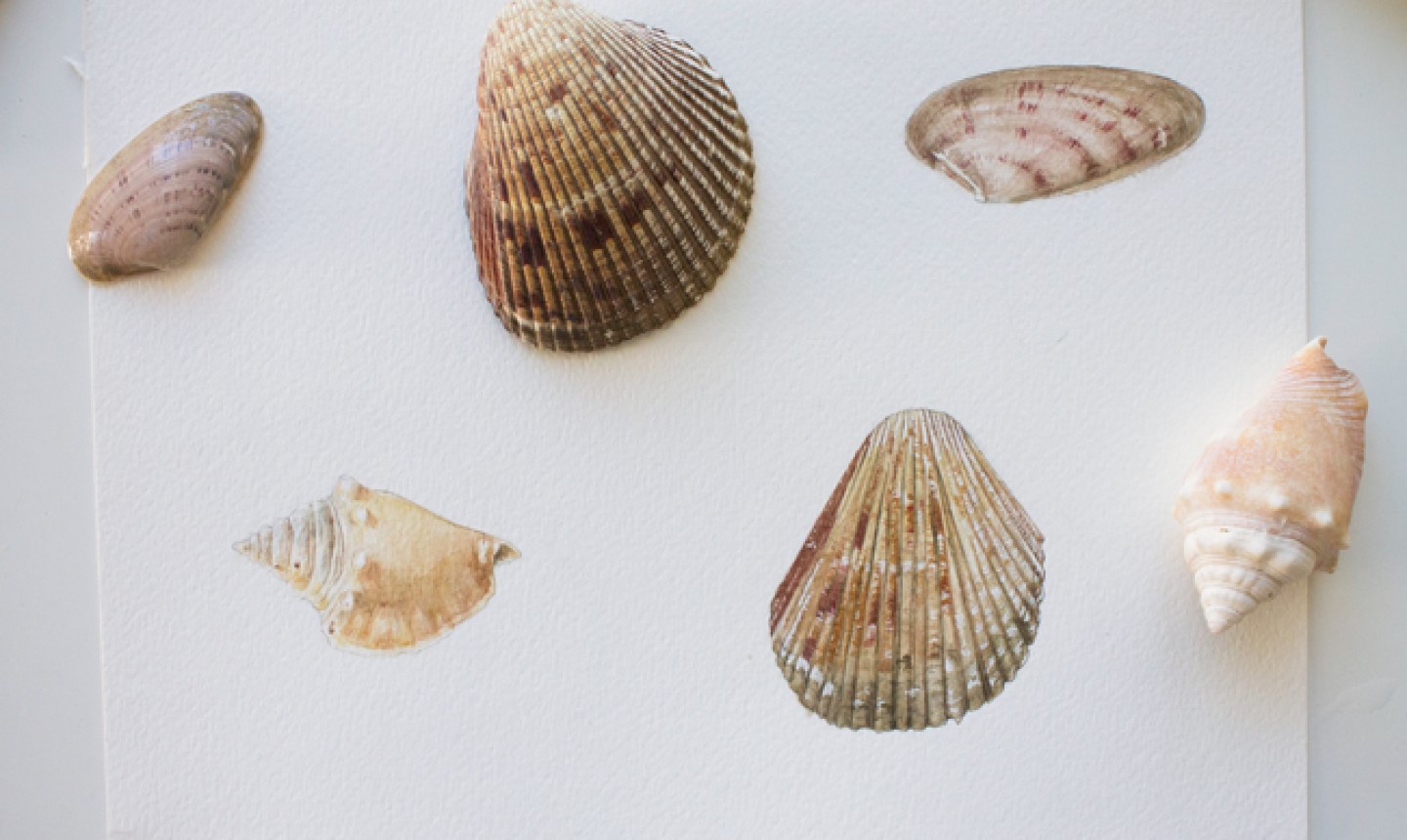 watercolor seashells