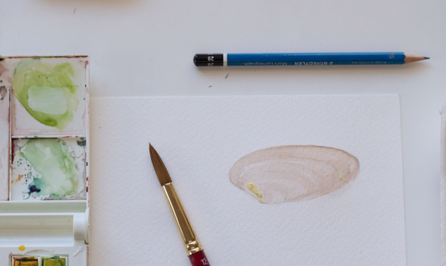 watercolor brown seashell