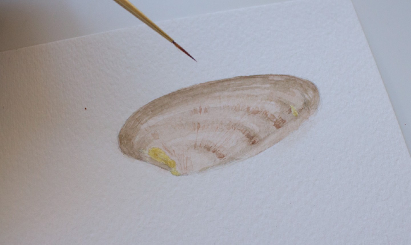 painting seashell details