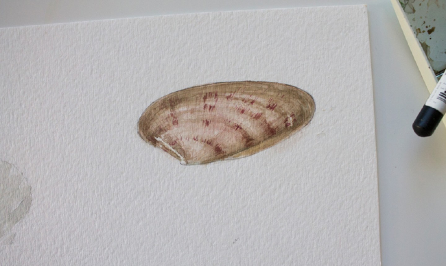 watercolor seashell