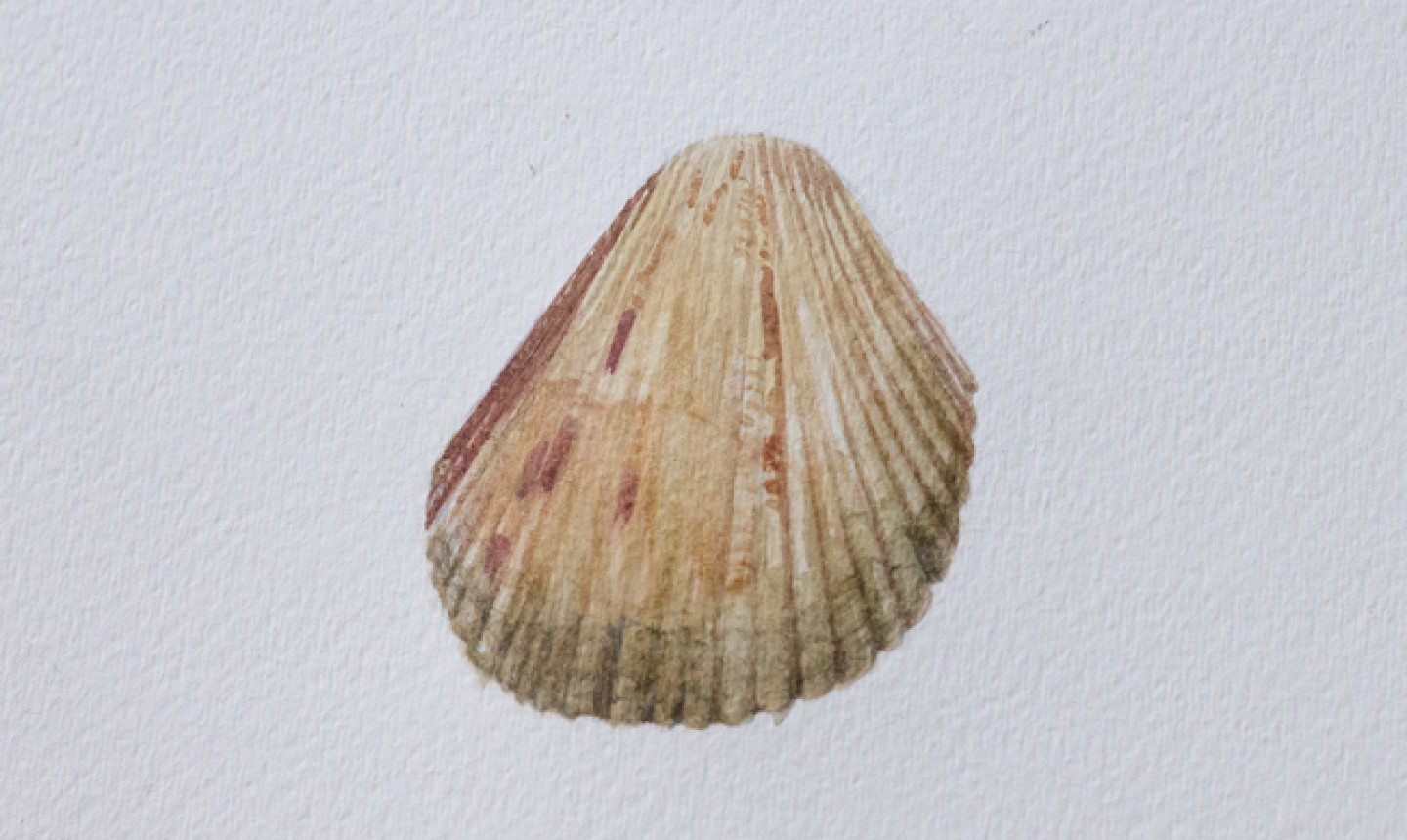 finished painted seashell