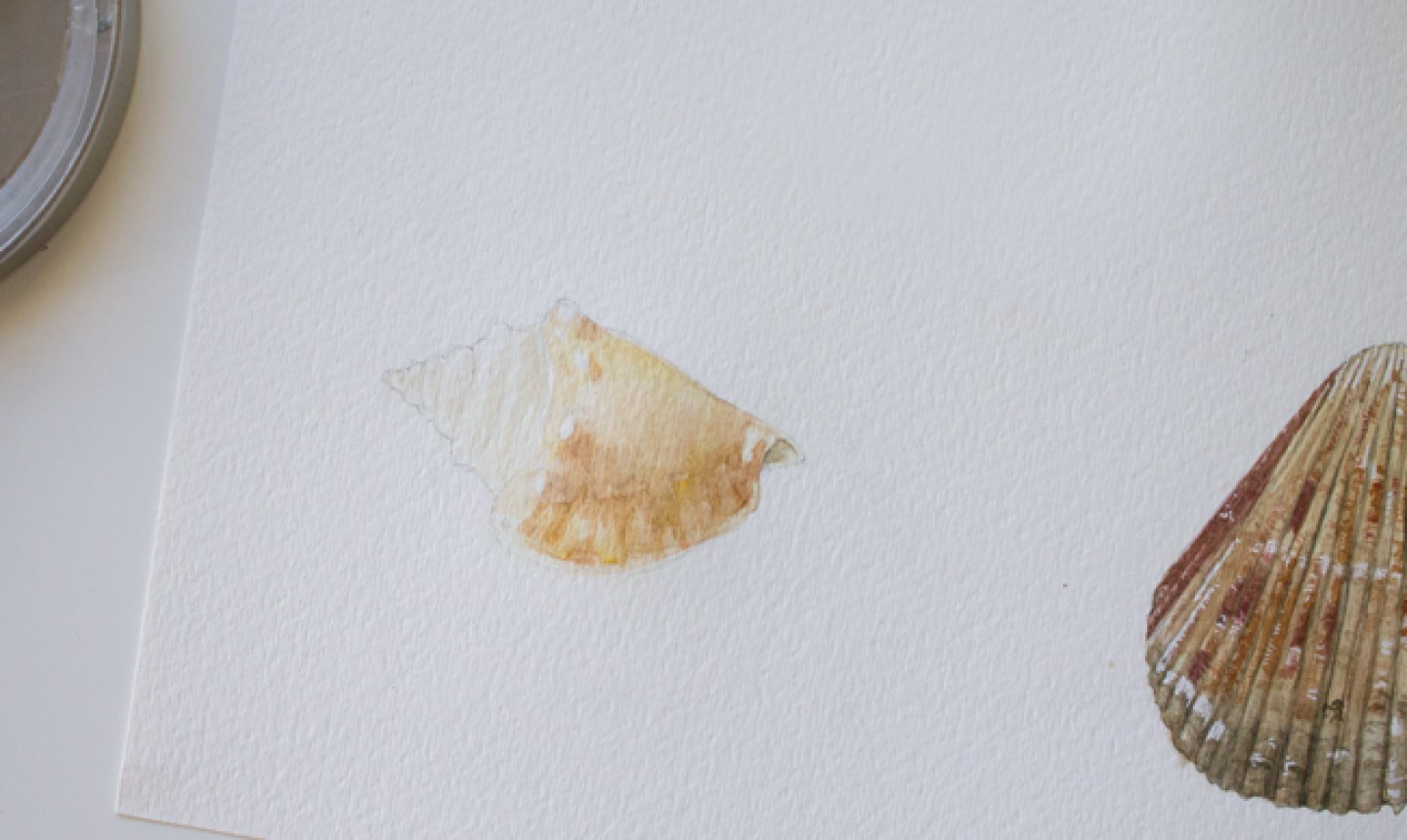 painting conch shadows