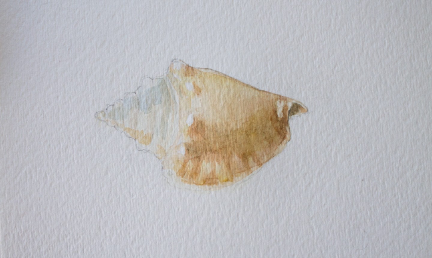 building shadows on conch shell watercolor