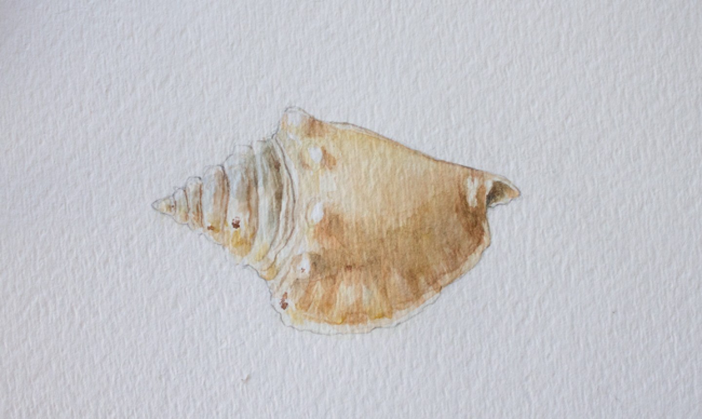 finished watercolor conch