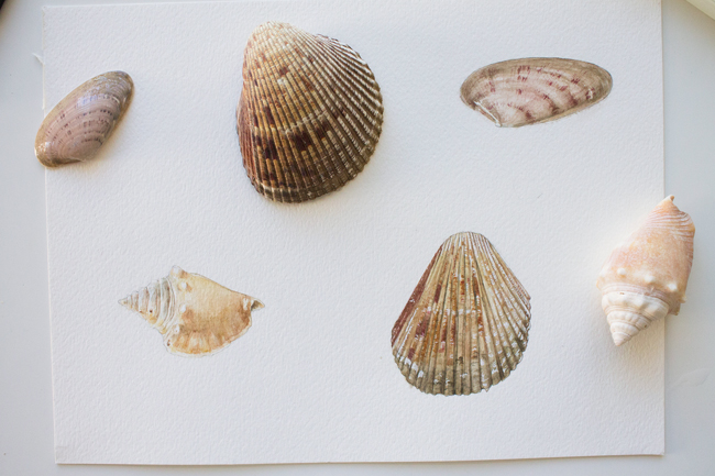 Seashells and paintings of seashells