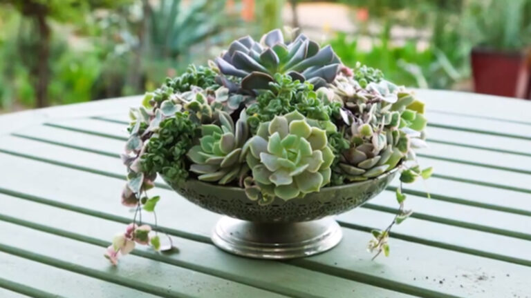 Stunning Succulent Arrangements