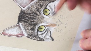 Cat: Eyes, Nose & Mouth