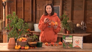 Introduction to Heirloom Tomatoes
