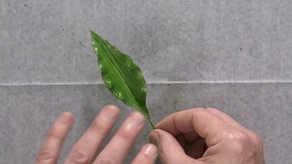Leaves & Final Assembly