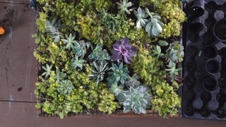 Succulent Living Wall