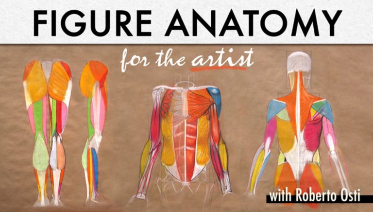Drawn anatomy