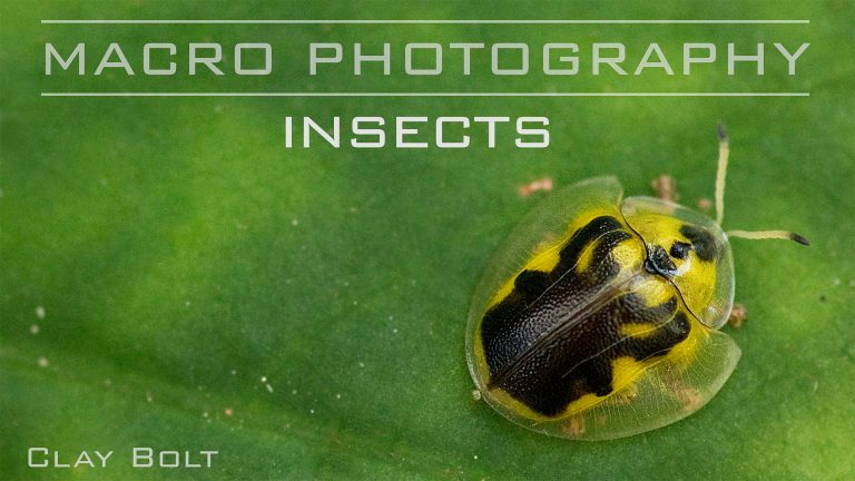 Macro Photography: Insects