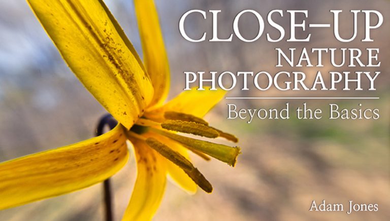 Close-Up Nature Photography: Beyond the Basics
