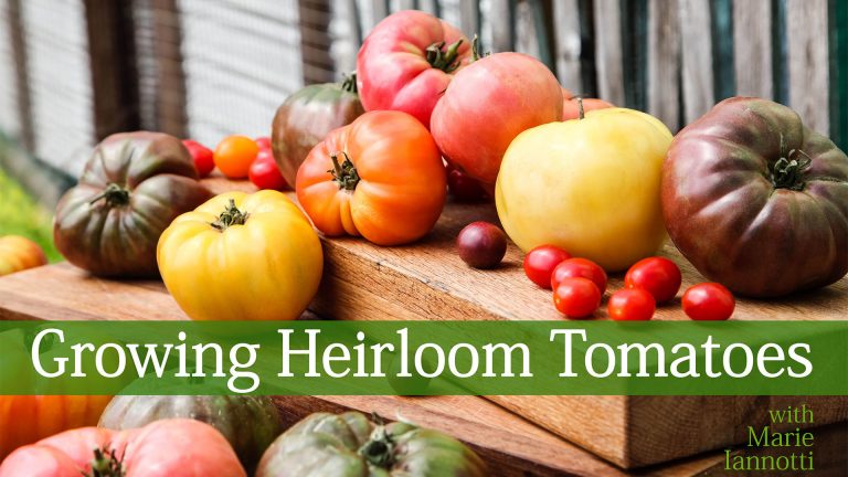 Different color heirloom tomatoes
