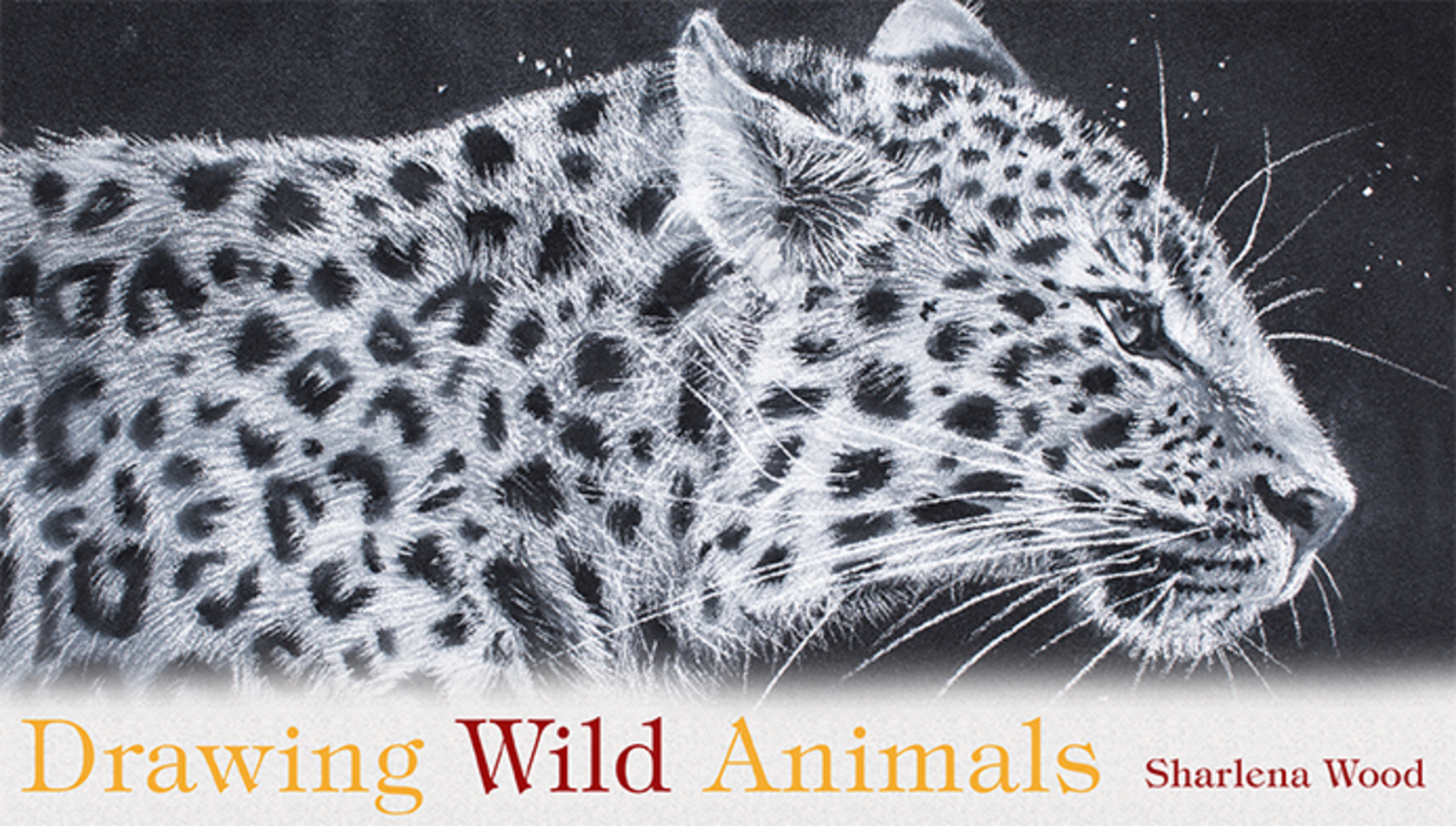 Drawing Wild Animals | Craftsy