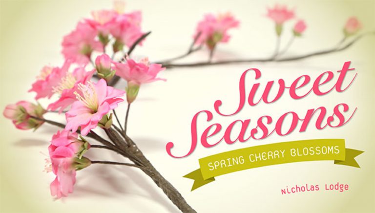 Spring cherry blossom branch