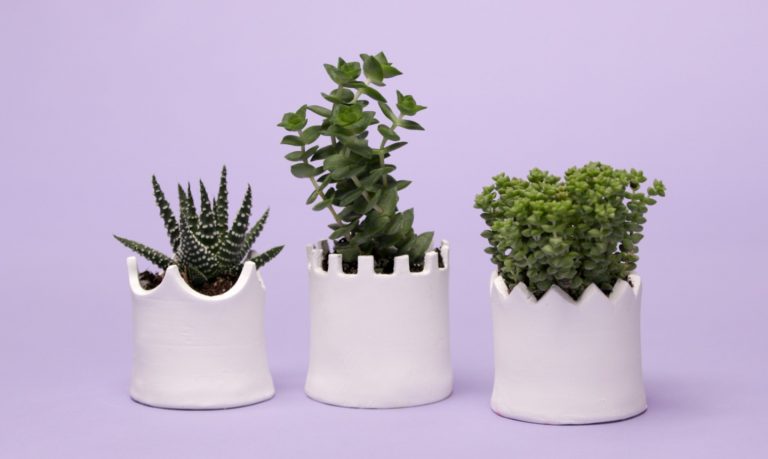 Three Plants in Planters