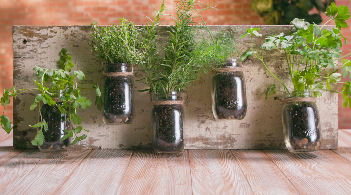 How to Grow Herbs Indoors Using Mason Jars