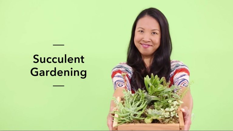 Succulent Gardening